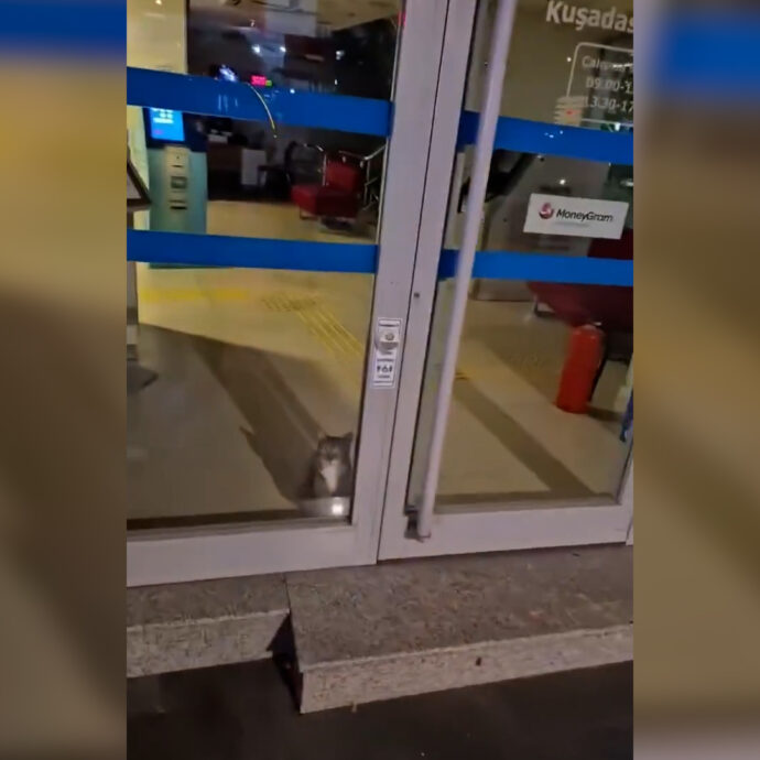 Scatta l’allarme della banca, la sorpresa all’arrivo della sicurezza: il “ladro” è un innocuo gattino – Video
