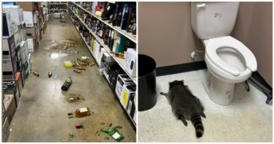 Copertina di “Ha esagerato con gli shottini”: procione precipita dal soffitto di un negozio di liquori e si ubriaca, trovato svenuto nel bagno del locale accanto al wc