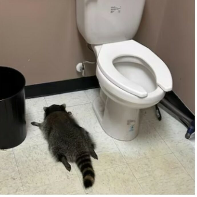 “Ha esagerato con gli shottini”: procione precipita dal soffitto di un negozio di liquori e si ubriaca, trovato svenuto nel bagno del locale accanto al wc