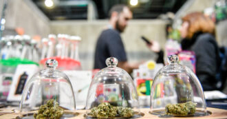 Fratelli d’Italia in tilt sulla cannabis light: dopo averla vietata firma una proposta per rilegalizzarla. Ma poi la ritira