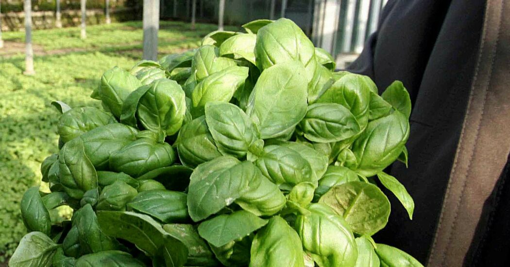 Ruba pianta di basilico: condannato a 9 mesi