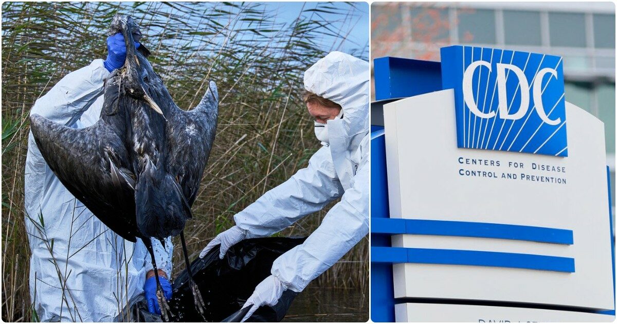 L’aviaria “raddoppia”: dopo il ceppo H5N1 ora anche l’H5N5 contagia gli umani: primo decesso negli Usa. Epidemie “senza precedenti” nei volatili L’aviaria “raddoppia”: dopo il ceppo H5N1 ora anche l’H5N5 contagia gli umani: primo decesso negli Usa. Epidemie “senza precedenti” nei volatili