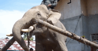 Copertina di Indonesia, elefanti al lavoro come ‘gru’ per rimuovere i detriti dopo le inondazioni: il video