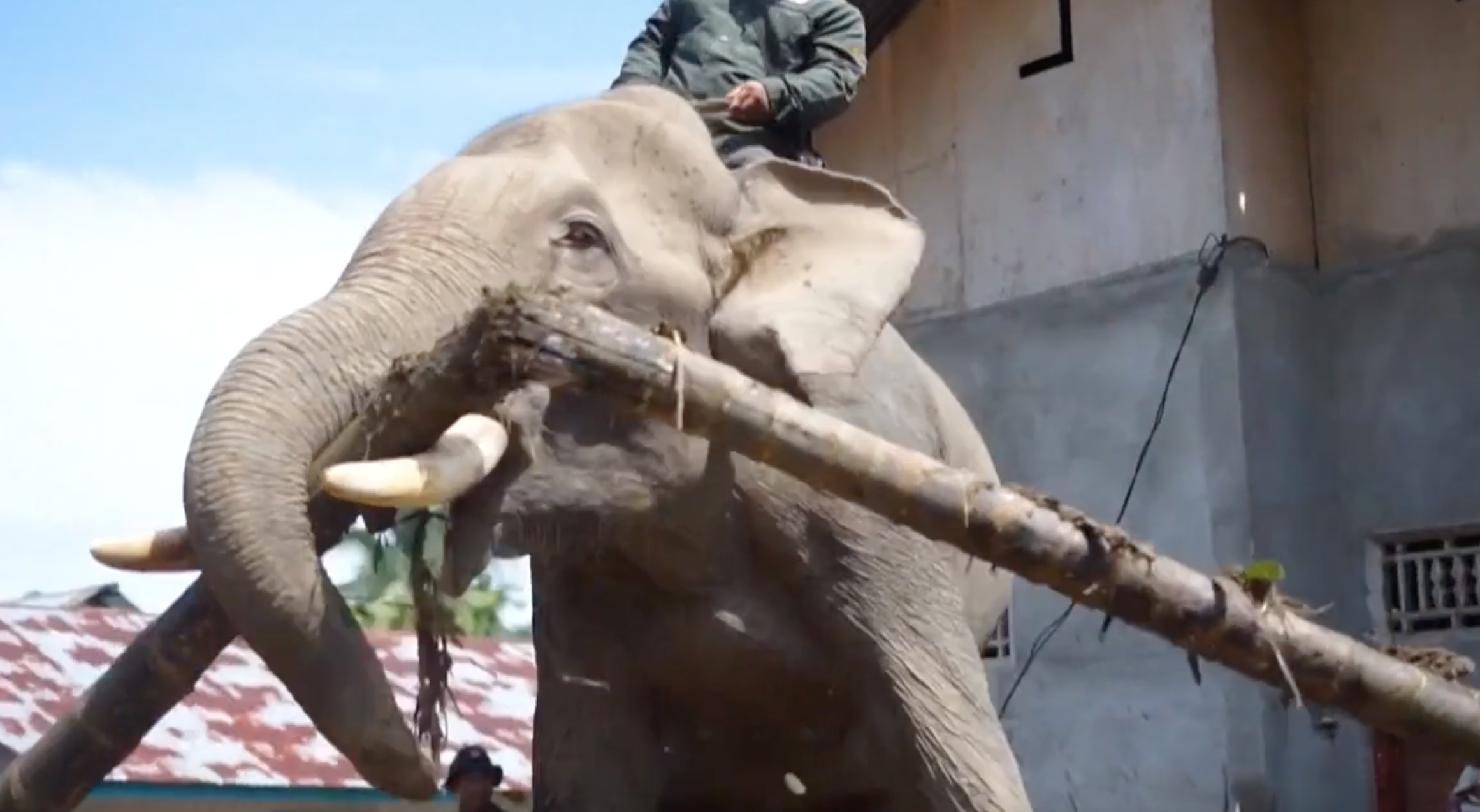 Indonesia, elefanti al lavoro come ‘gru’ per rimuovere i detriti dopo le inondazioni: il video Indonesia, elefanti al lavoro come ‘gru’ per rimuovere i detriti dopo le inondazioni: il video