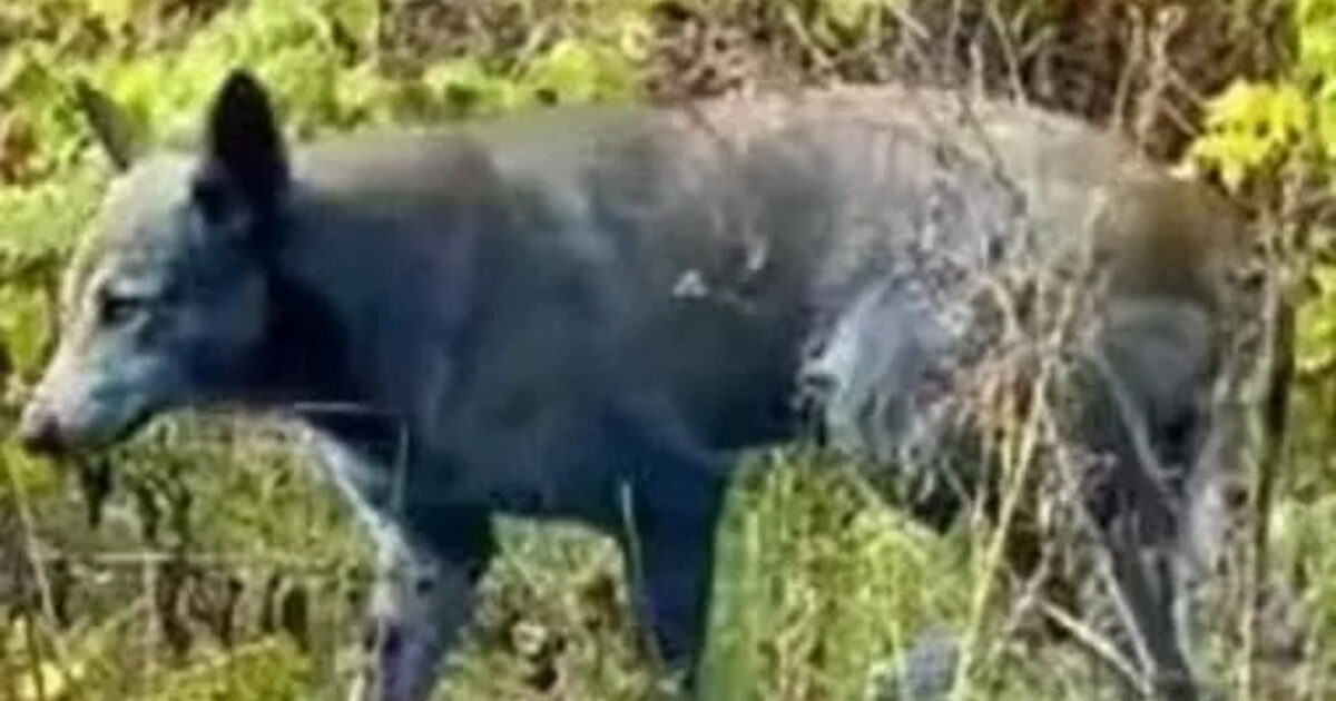 Cani blu a Chernobyl colpa delle contaminazioni radioattive? Gli scienziati fanno chiarezza sul colore del pelo (e la motivazione è disgustosa)