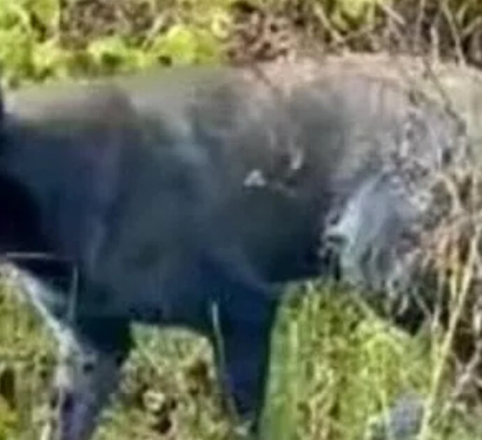 Cani blu a Chernobyl colpa delle contaminazioni radioattive? Gli scienziati fanno chiarezza sul colore del pelo (e la motivazione è disgustosa)