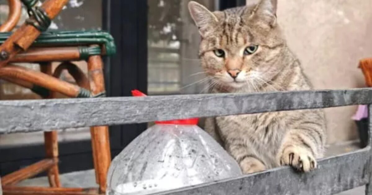 La storia di Toza commuove il web: il gatto abbandonato e infortunato che aspetta il ritorno della sua famiglia davanti alla casa in cui viveva