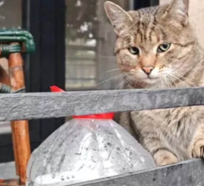 La storia di Toza commuove il web: il gatto abbandonato e infortunato che aspetta il ritorno della sua famiglia davanti alla casa in cui viveva