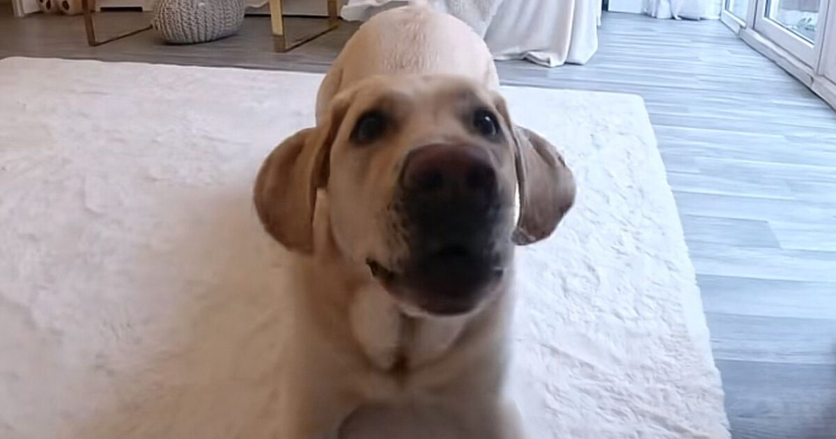 “Il mio cane ha capito che se abbaia alla telecamera mi arriva una notifica e gli parlo. Sono combattuto: è carino o straziante?”: il dilemma su Tiktok