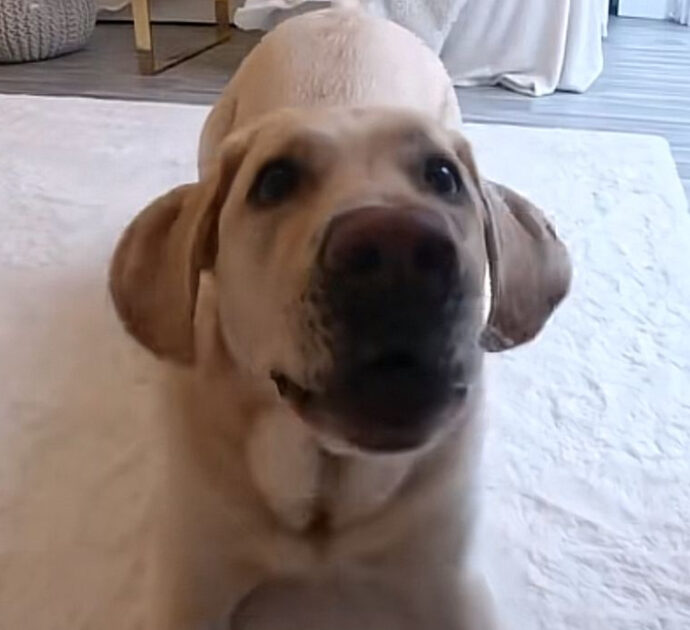 “Il mio cane ha capito che se abbaia alla telecamera mi arriva una notifica e gli parlo. Sono combattuto: è carino o straziante?”: il dilemma su Tiktok