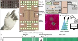 Ecco i primi robot microscopici: possono prendere decisioni autonome e muoversi. Lo studio su Science