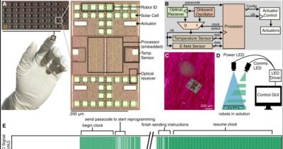 Copertina di Ecco i primi robot microscopici: possono prendere decisioni autonome e muoversi. Lo studio su Science