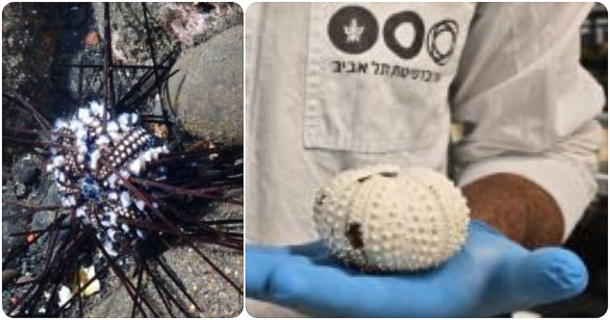 una pandemia invisibile minaccia i ricci di mare e i reef globali scheletri bianchi dalle canarie fino all8217oceano indiano da Ilfattoquotidiano.it una pandemia invisibile minaccia i ricci di mare e i reef globali scheletri bianchi dalle canarie fino all8217oceano indiano