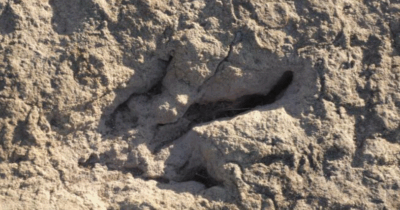 Copertina di Scoperto il più grande sito di impronte di dinosauri teropodi al mondo: oltre 16.600 segni risalenti a 66 milioni di anni fa