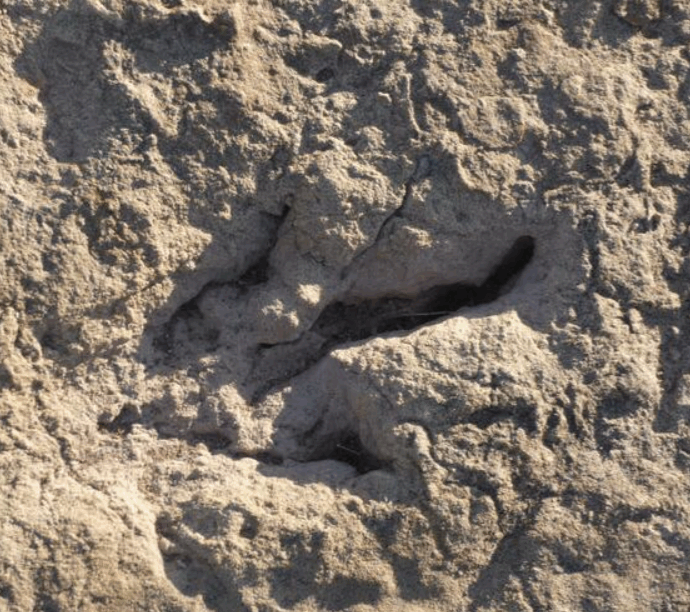 Scoperto il più grande sito di impronte di dinosauri teropodi al mondo: oltre 16.600 segni risalenti a 66 milioni di anni fa