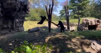 Copertina di La creatività degli orsi stupisce: trasformano un tronco di legno in un dondolo per giocare insieme – Video