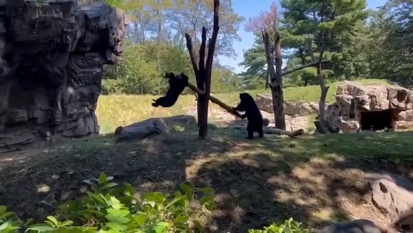 la creativit224 degli orsi stupisce trasformano un tronco di legno in un dondolo per giocare insieme 8211 video da Ilfattoquotidiano.it la creativit224 degli orsi stupisce trasformano un tronco di legno in un dondolo per giocare insieme 8211 video