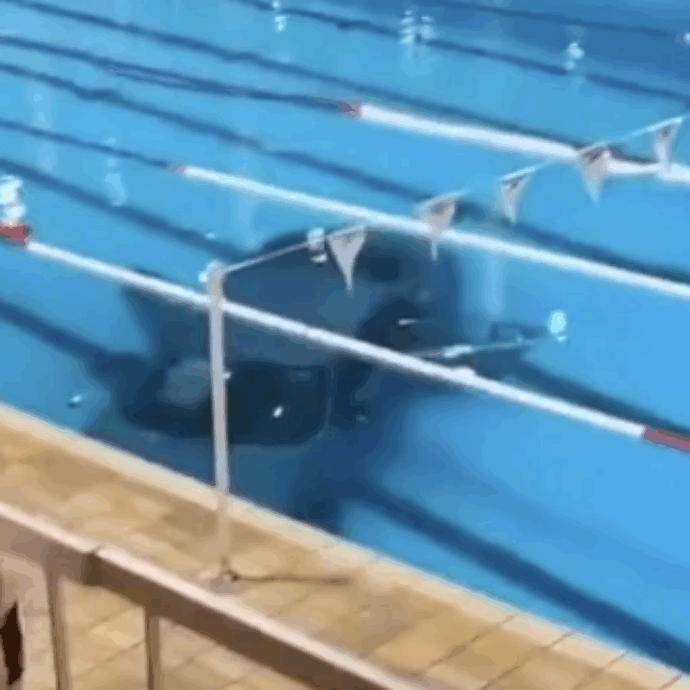 Un’auto entra nella piscina comunale e affonda: rocambolesca manovra di una mamma con la figlia – VIDEO