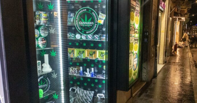 Cannabis, il Consiglio di Stato accoglie ricorso delle aziende: “Possono vendere l’olio di Cbd”. La battaglia giudiziaria di due anni