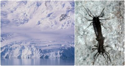 Copertina di L’invasione delle microplastiche, frammenti trovati all’interno dell’unico insetto autoctono dell’Antartide