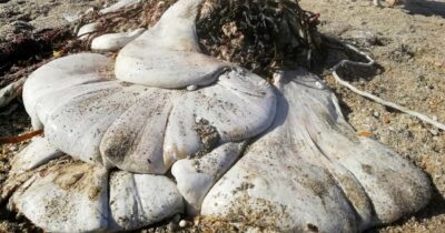 Copertina di “Non riuscivo a paragonarla a nulla che avessi visto prima, mi ha lasciato davvero perplessa”: il mistero del “blob” gigante ritrovato su una spiaggia in Cornovaglia, le ipotesi degli scienziati