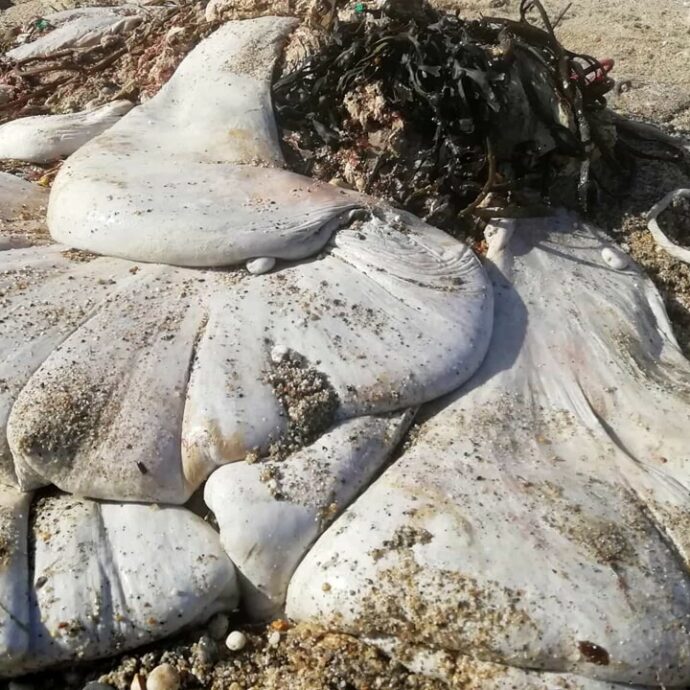 “Non riuscivo a paragonarla a nulla che avessi visto prima, mi ha lasciato davvero perplessa”: il mistero del “blob” gigante ritrovato su una spiaggia in Cornovaglia, le ipotesi degli scienziati