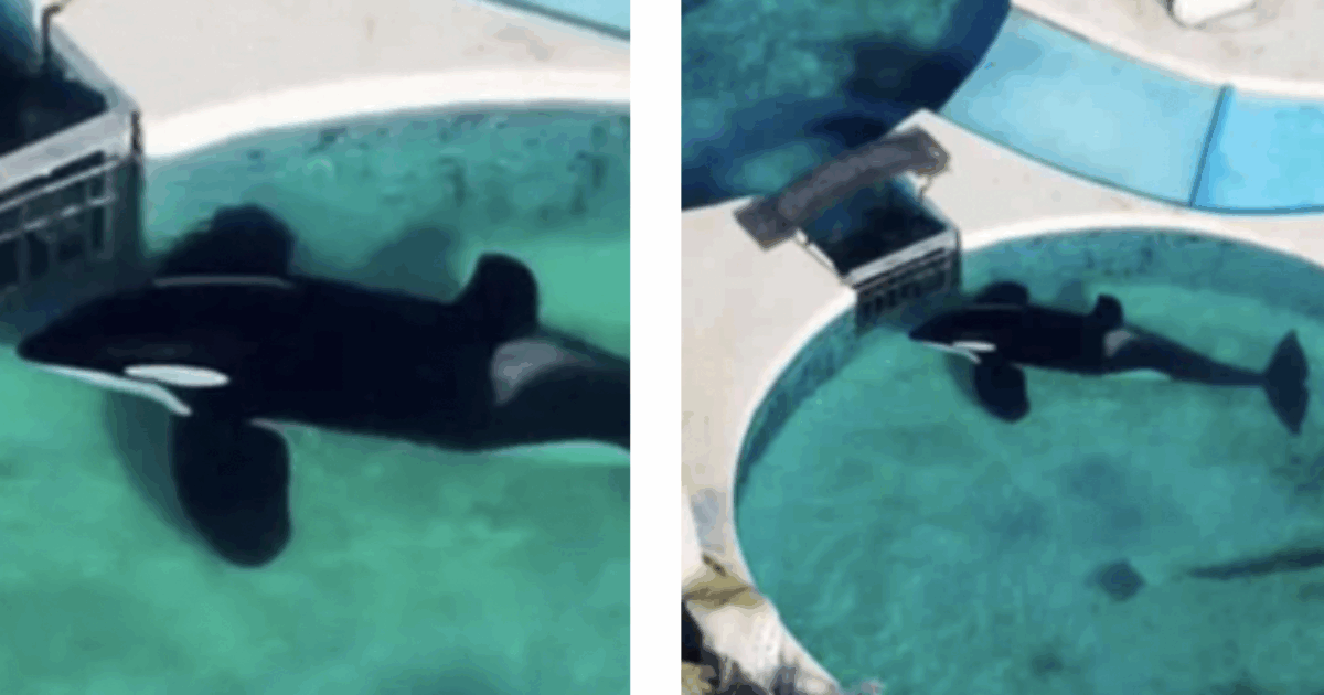 Era solo, viveva in una vasca troppo piccola, con acqua bassa e sporca: è morto per arresto cardiocircolatorio Kshamenk, orca maschio da 33 anni in cattività