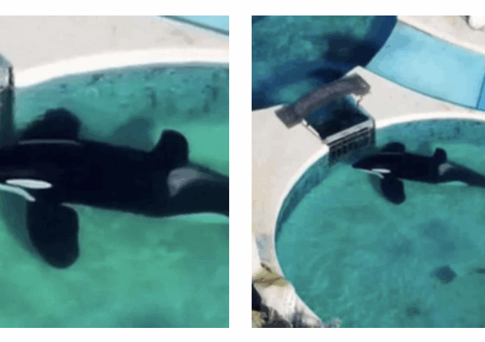 Era solo, viveva in una vasca troppo piccola, con acqua bassa e sporca: è morto per arresto cardiocircolatorio Kshamenk, orca maschio da 33 anni in cattività