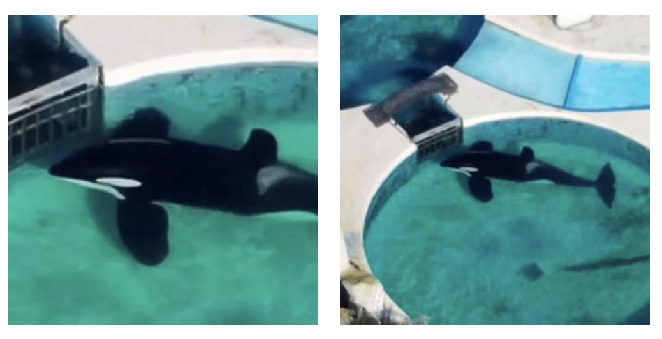 era solo viveva in una vasca troppo piccola con acqua bassa e sporca 232 morto per arresto cardiocircolatorio kshamenk orca maschio da 33 anni in cattivit224 da Ilfattoquotidiano.it era solo viveva in una vasca troppo piccola con acqua bassa e sporca 232 morto per arresto cardiocircolatorio kshamenk orca maschio da 33 anni in cattivit224