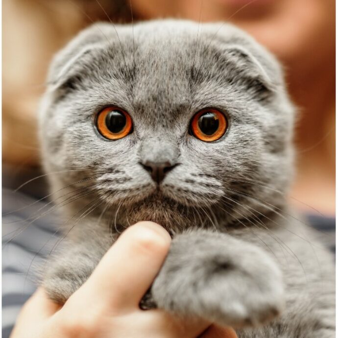 “Dal 1 gennaio è vietato avere un gatto Scottish Fold e Sphynx, non sapete quanta sofferenza nascondano quei musetti”: l’annuncio del governo olandese