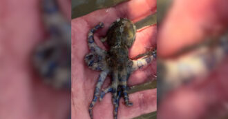 Copertina di “Ho avuto un incontro con la morte”: turista gioca con il polpo più velenoso al mondo senza saperlo – Video