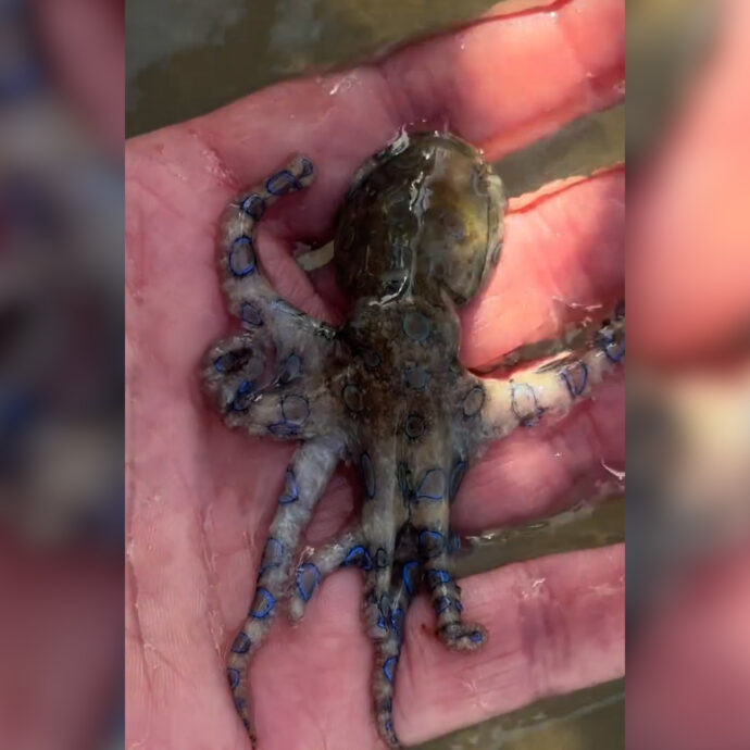 “Ho avuto un incontro con la morte”: turista gioca con il polpo più velenoso al mondo senza saperlo – Video