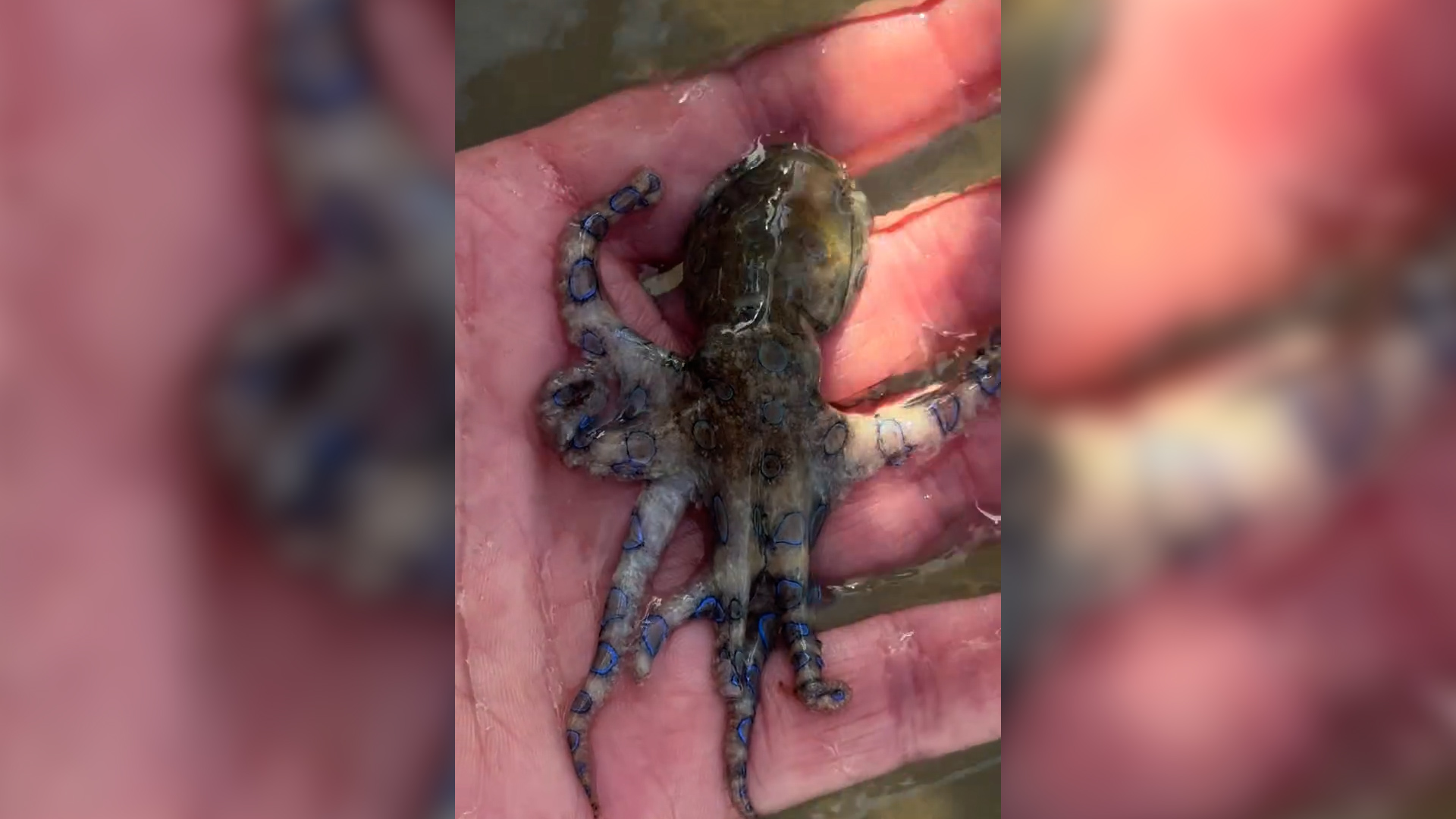 ho avuto un incontro con la morte turista gioca con il polpo pi249 velenoso al mondo senza saperlo 8211 video da Ilfattoquotidiano.it ho avuto un incontro con la morte turista gioca con il polpo pi249 velenoso al mondo senza saperlo 8211 video