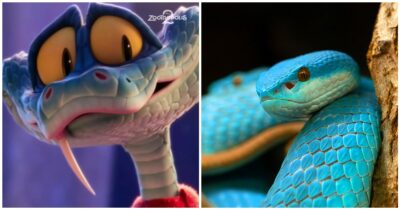 Copertina di “Nel film è affettuoso e coraggioso, ma nella realtà è tutto tranne che un innocuo giocattolo”: scatta l’allarme per il boom di acquisti di serpenti velenosi dopo Zootropolis 2