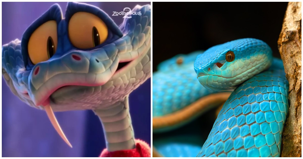 nel film 232 affettuoso e coraggioso ma nella realt224 232 tutto tranne che un innocuo giocattolo scatta l8217allarme per il boom di acquisti di serpenti velenosi dopo zootropolis 2 da Ilfattoquotidiano.it nel film 232 affettuoso e coraggioso ma nella realt224 232 tutto tranne che un innocuo giocattolo scatta l8217allarme per il boom di acquisti di serpenti velenosi dopo zootropolis 2