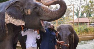 Copertina di La verità dietro il mega zoo del miliardario Ambani: il centro Vantara che dice di salvare animali a rischio estinzione finisce sotto accusa