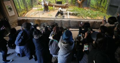 Copertina di Non solo Taiwan, la guerra dei panda tra Cina e Giappone: vacilla l’accordo per la “conservazione della specie”