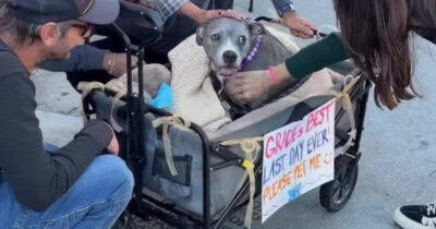 Copertina di “Per favore, accarezzami”: la storia straziante di Gracie, la cagnolina malata terminale che ha trascorso la sua ultima giornata tra le coccole