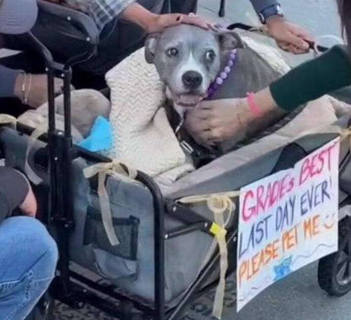 “Per favore, accarezzami”: la storia straziante di Gracie, la cagnolina malata terminale che ha trascorso la sua ultima giornata tra le coccole