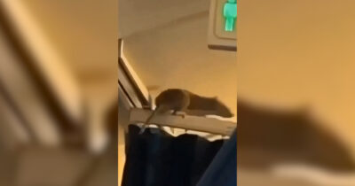 Copertina di C’è un topo sull’aereo: panico a bordo del Boeing da Amsterdam ad Aruba. Cancellato il volo di ritorno dai Caraibi – Video