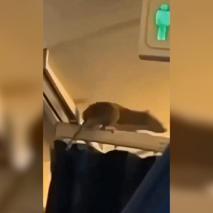 C’è un topo sull’aereo: panico a bordo del Boeing da Amsterdam ad Aruba. Cancellato il volo di ritorno dai Caraibi – Video