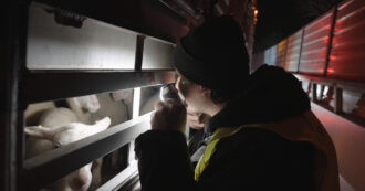 Copertina di Agnelli costretti a enormi sofferenze per Natale: il loro benessere non resti uno slogan vuoto