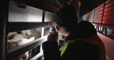 Copertina di Agnelli costretti a enormi sofferenze per Natale: il loro benessere non resti uno slogan vuoto