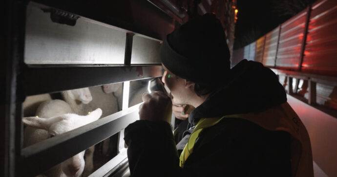 Agnelli costretti a enormi sofferenze per Natale: il loro benessere non resti uno slogan vuoto