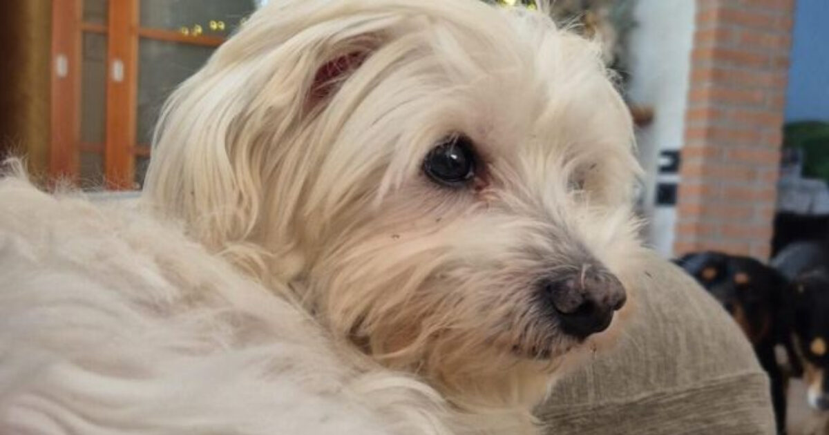 “Se lo vuole rivedere vada a questo indirizzo”: la storia di Joy, l’anziano cagnolino rapito e tornato a casa dopo 5 mesi grazie a una telefonata anonima