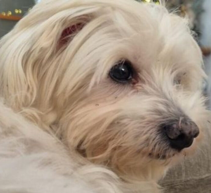 “Se lo vuole rivedere vada a questo indirizzo”: la storia di Joy, l’anziano cagnolino rapito e tornato a casa dopo 5 mesi grazie a una telefonata anonima