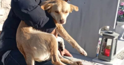 Copertina di “Sto uscendo da una tomba con un cane in braccio, vergogna”: la storia di Argo, gettato a morire in un loculo vuoto del cimitero e salvo per miracolo