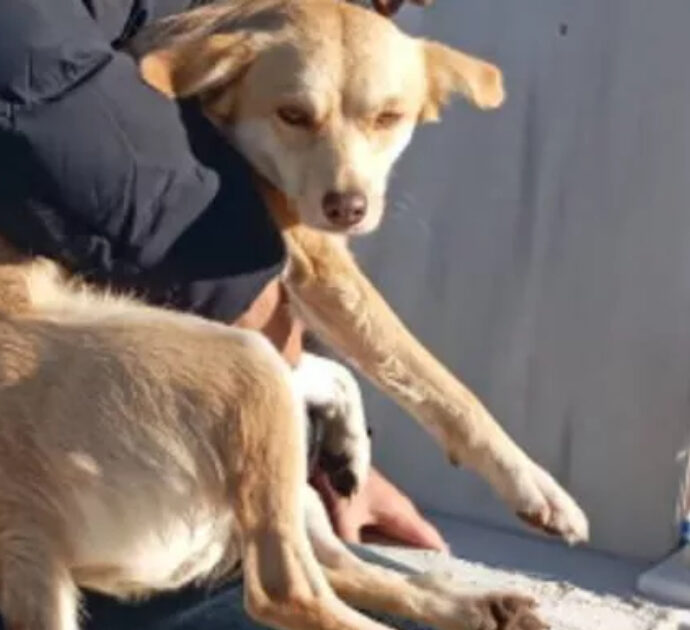 “Sto uscendo da una tomba con un cane in braccio, vergogna”: la storia di Argo, gettato a morire in un loculo vuoto del cimitero e salvo per miracolo