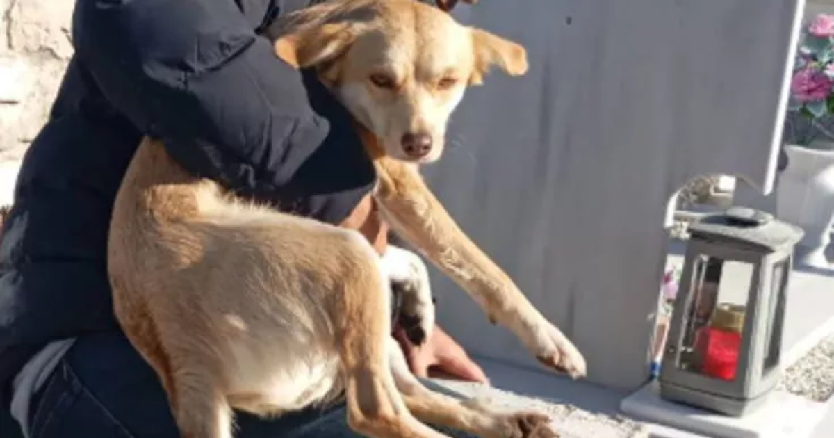 “Sto uscendo da una tomba con un cane in braccio, vergogna”: la storia di Argo, gettato a morire in un loculo vuoto del cimitero e salvo per miracolo
