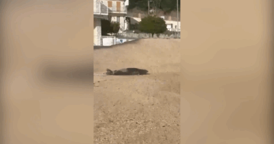 Copertina di C’è una foca monaca sulla spiaggia di Numana: il video dell’eccezionale avvistamento vicino al porto turistico